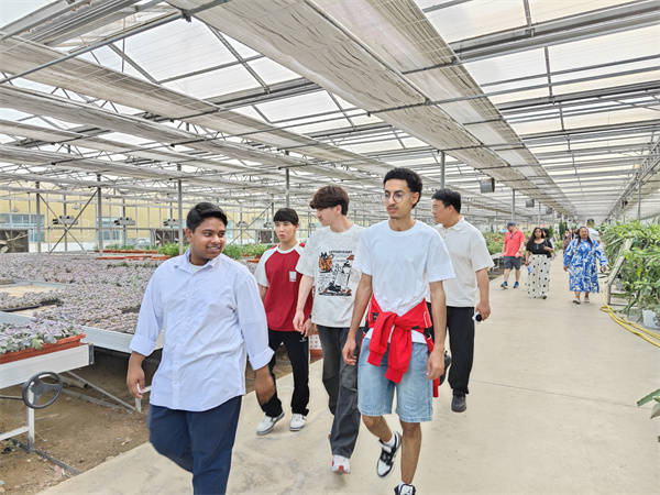 惠民縣麻店鎮：兵法端午遇田園 多國留學生沉浸式感受惠民鄉村與端午文化