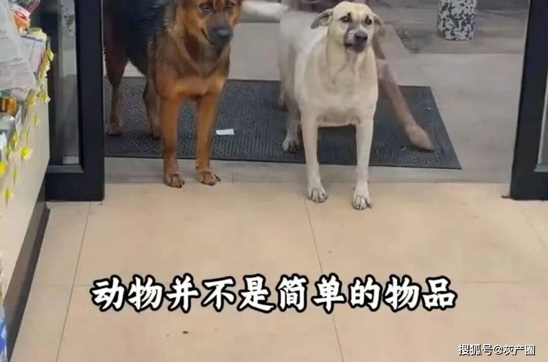 原創在泰國的中國留學生虐殺寵物，又一次引發了國外網友的圍觀批判
