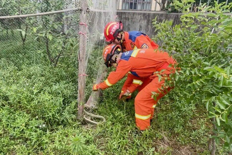 漫長的20分鐘！寧波一男子發現眼鏡蛇朝屋內爬去，急中生智用拖把死死壓住蛇尾等待救援