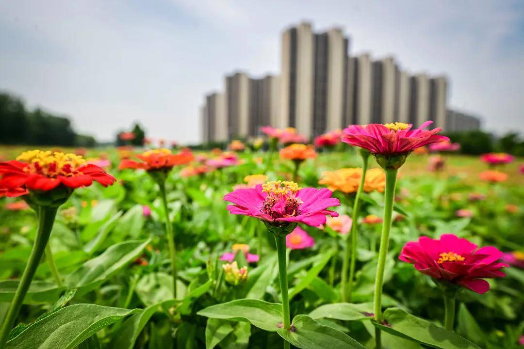 夏花盛放！通州這裡將辦花海市集、美食節~