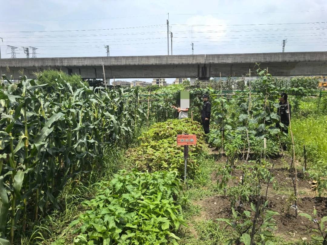 小學生種的150株玉米被偷，警察叔叔快速破案......