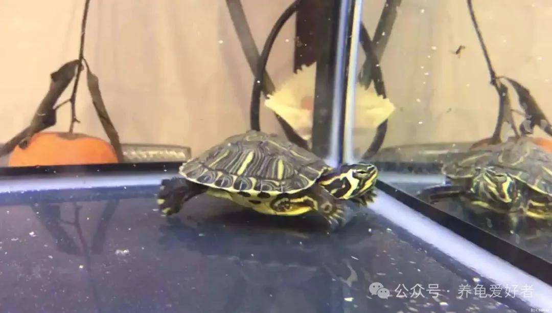 原創龜缸水深每增加10cm，壽命就減少1年？真相讓所有人大跌眼鏡