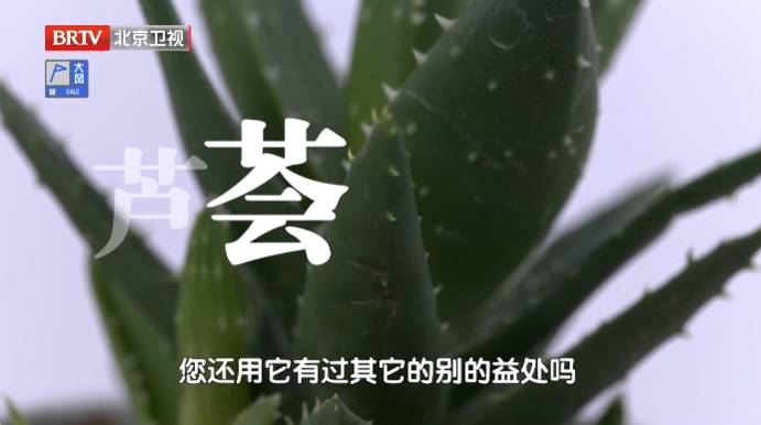 它被稱為“天然青黴素”，夏天常用，抑菌消炎、美容抗衰老、通便，但吃不對有危險
